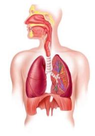 respiratory_system.jpeg