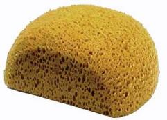 sponge (1).jpg