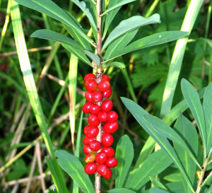 Daphne_mezereum_Kouvervaara_Kuusamo_29.7.2005.png