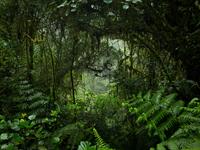 shutterstock_715827271_jungle_džungļi.jpg
