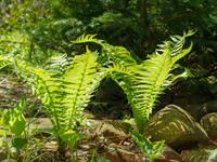 Shutterstock_2357321167_fern sprouts_paprdes asni.jpg