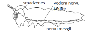 nervoussystem2.png