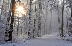 winter2.jpg