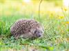 Shutterstock_2017362380_hedgehog_ezis.jpg