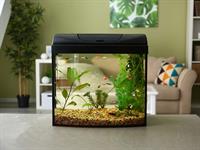shutterstock_1345034753_aquarium_akvārījs.jpg