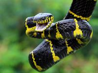 Shutterstock_1874057419_angry snake_dusmīga čūska.jpg