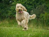 Shutterstock_155074499_dog running_suns skrien.jpg