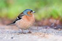 finch-pix.jpg