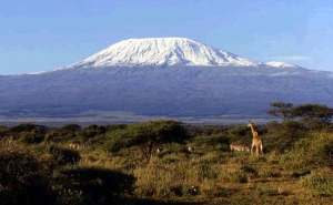 Kilimajaro11.png