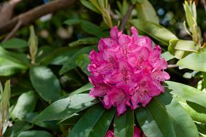 rhododendron-4573566_960_720.jpg
