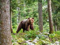 Shutterstock_1908280318_bear_lācis.jpg