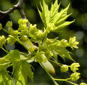 acer_platanoides_972.png