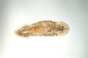 bata_planarija_8288_bio.jpg