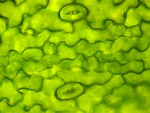 Shutterstock_1211487547_stomata_atvārsnītes.jpg