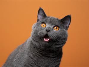 Shutterstock_2097266809_cat_kaķis.jpg