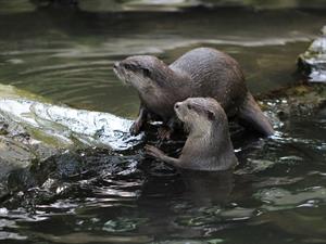 Shutterstock_1864751194_otter_ūdrs.jpg