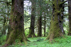 SitkaSpruceForest.png