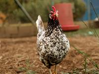 shutterstock_2481364411_hen_vista.jpg
