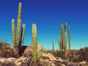 shutterstock_359355632_cactus in desert_kaktusi tuksnesī.jpg