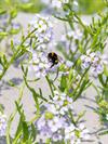 Shutterstock_2514885287_bumble bee_kamene.jpg