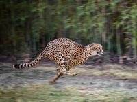 leopards skrien.jpg