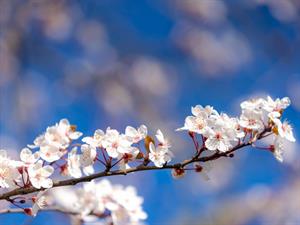 Shutterstock_1939494142_spring_pavasaris.jpg