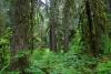 forest.jpg