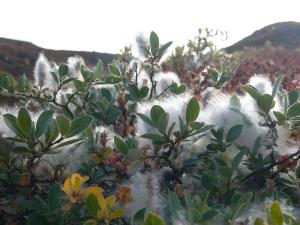 Salix_glauca_hg.jpg
