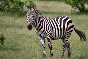 zebraa.PNG