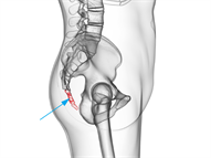 YCUZD_230823_5481_coccyx.png