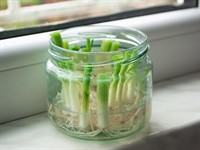 shutterstock_1713033181_growing green onions_audzē zaļos sīpolus.jpg