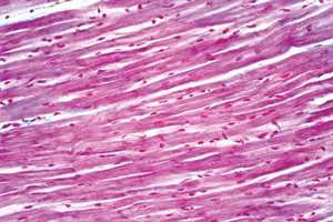 shutterstock_2075609722_cilveka_sirds_muskulu_histologija.jpeg