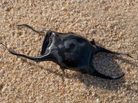 shutterstock_1885480417_egg case of a spotted ray_dzeloņrajas olas apvalks.jpg
