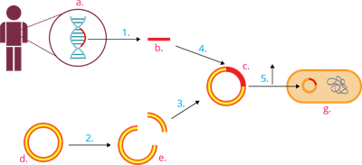 YCUZD_230915_5549_rekombinācija_ar cipariem.png