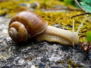 Shutterstock_525769561_snail_gliemezis.jpg