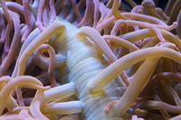 tentacles-pix.jpg