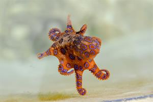 blue-ringed-octopus-pix.jpg