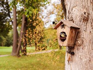 Shutterstock_2029532381_tit in birdhouse_zīlīte putnu mājiņā.jpg