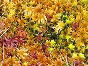 Shutterstock_127050416_sphagnum_sfagni.jpg