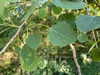 shutterstock_1740041297_aspen_apse.jpg