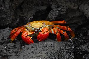 crab-pix.jpg