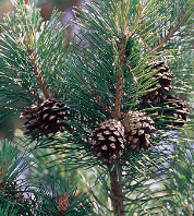 Pinus_sylvestris_branch.png