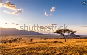 SAVANNA.jpg
