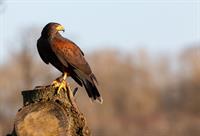 harris-hawk-4781731_1280.jpg