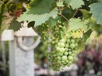 Shutterstock_1496004455_grapes_vīnogas.jpg