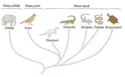 dzivibas_koks.png