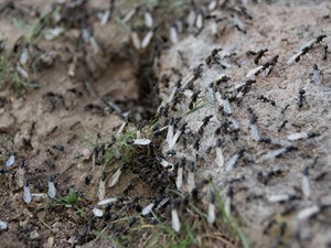 shutterstock_669819127_flying ant colony_lidojošo skudru kolonija.jpg