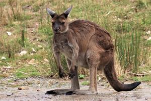 kangaroo-pix.jpg