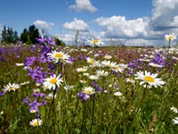 Shutterstock_679826326_meadow_pļava.jpg