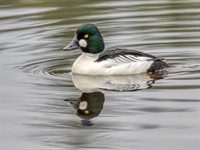 Shutterstock_2494161177_goldeneye_gaigala.jpg